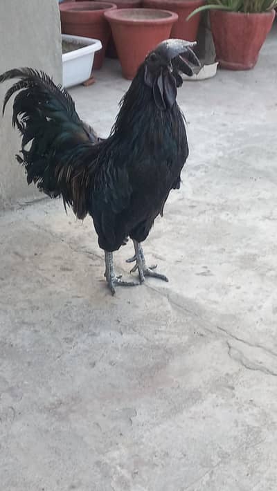 Ayam Cemani Gray Tongue Male for Sale