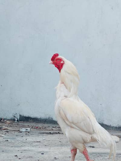 High Quality Heera Murgha available for sell Whatsapp: 03159640025