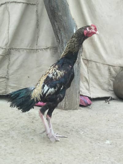 Best Quality Aseel patha