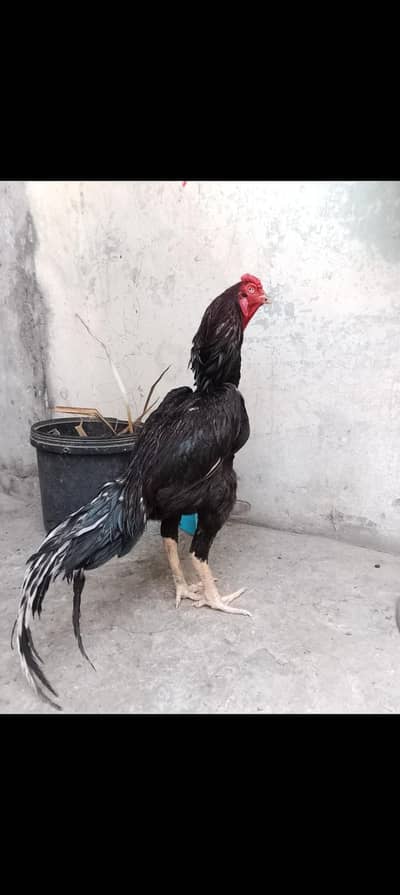 lasani aseel breader male.