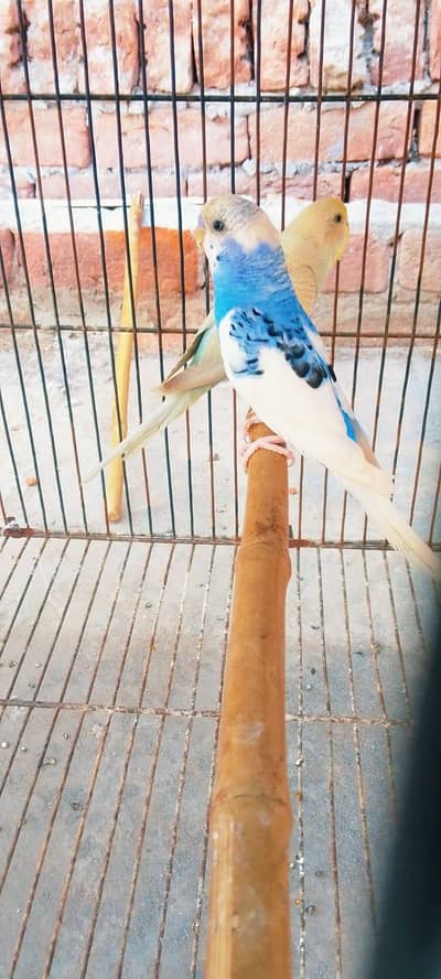 MASHALLAH Beatiful Budgies Australian Parrots Avaialable