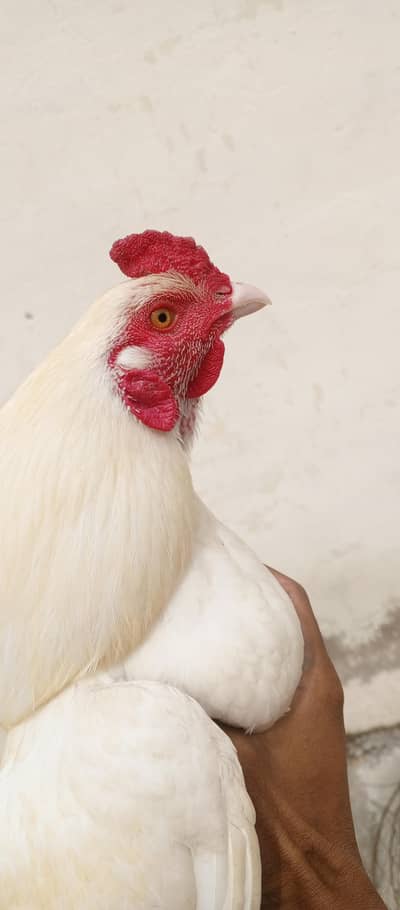 Heera Aseel looking new home