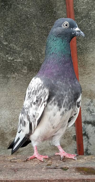 Ferozpuri kaboter 8 PC