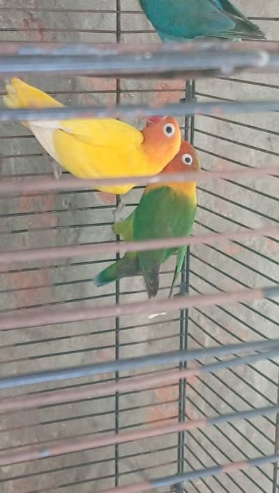 Love Birds For Sale (Different Types)