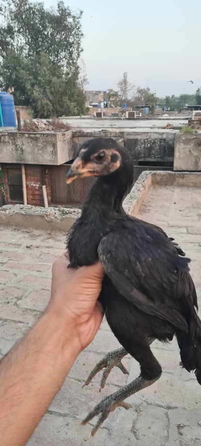 pure aseel thaie burmi cross