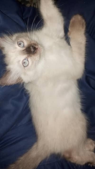 Siamese Kitten