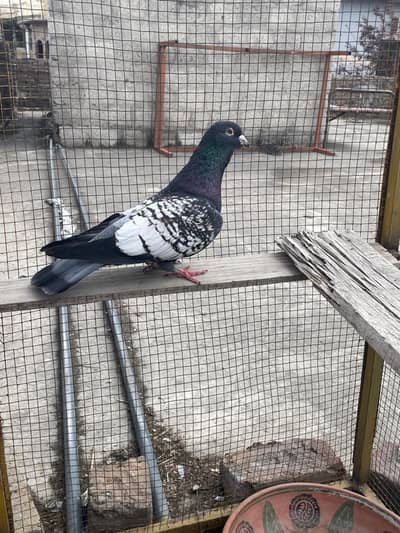 black polish breedar female shahzari pathi