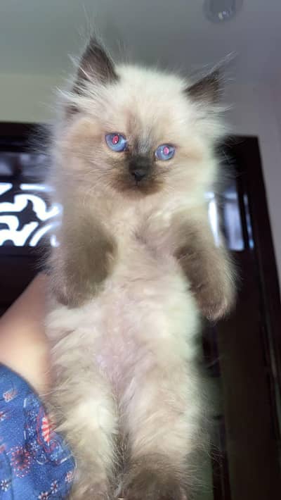 adorable Male kitten for sale