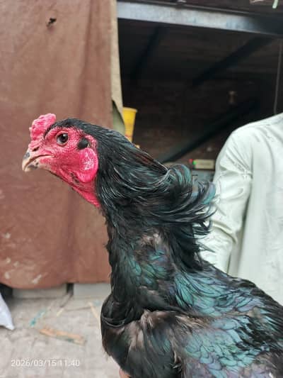 pure Vietnam black ice mushka color