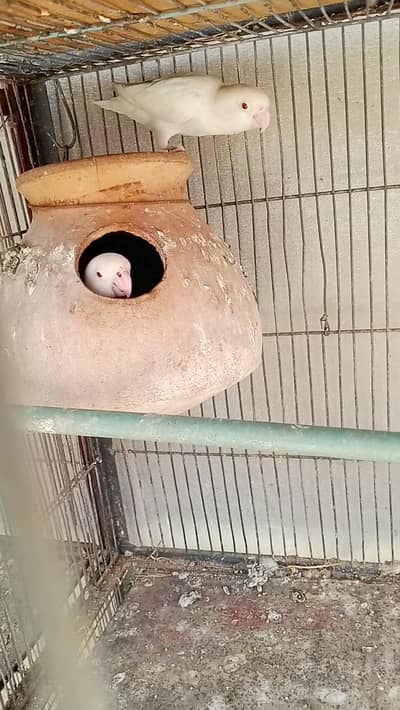 iron cage available hai