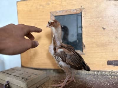 Aseel chicks For sale. Age 13 days