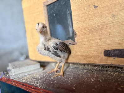 Aseel chicks For sale. Age 13 days