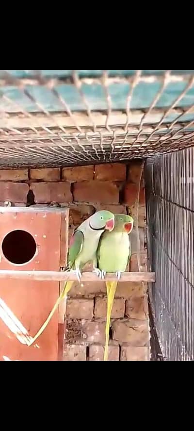Kashmiri Raw parrots Breeder pair
