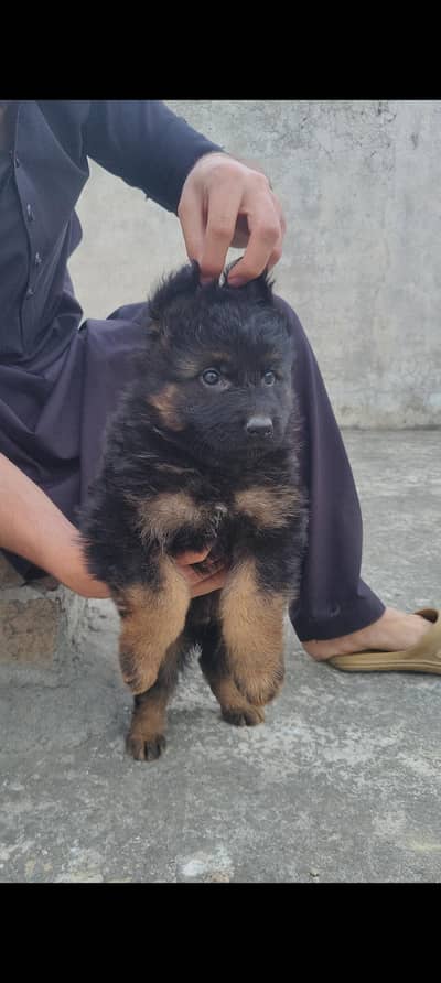 German Shepherd Male Puppy