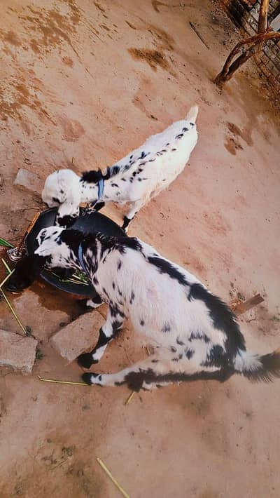 3no female hain urgent sale %03213306389