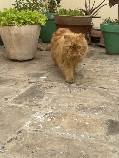 Pure presian punch face cat for sale