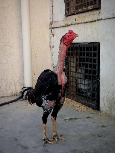 vleti cross full quality patha