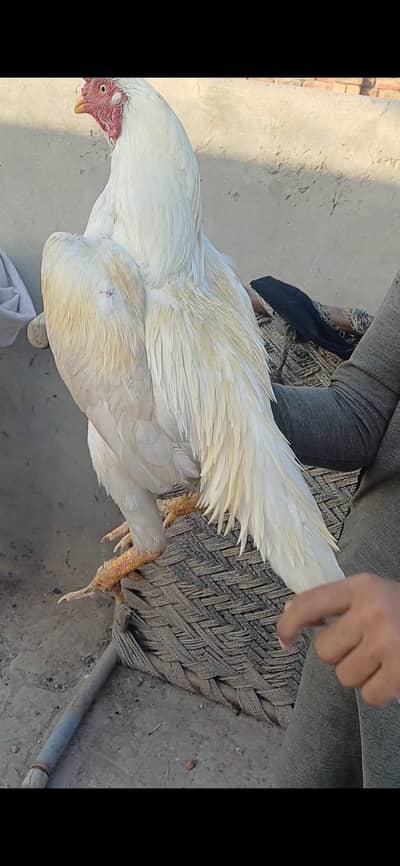 pepper white khaprel