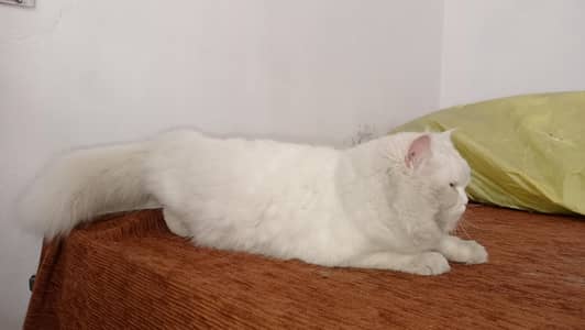 Persian Cat for sale . . Ready to mate