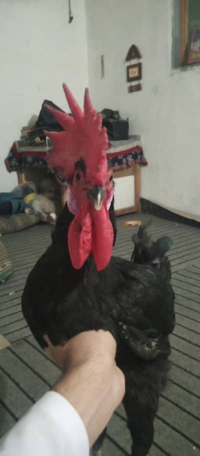 pure black astrolop hen for sale