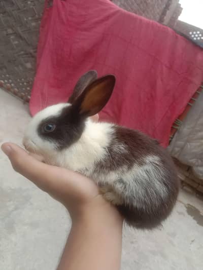 4 white and black baby rabbits  3 female 1 male