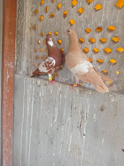lal chap klyara gul dar male with yellow kante ksh female with chicks