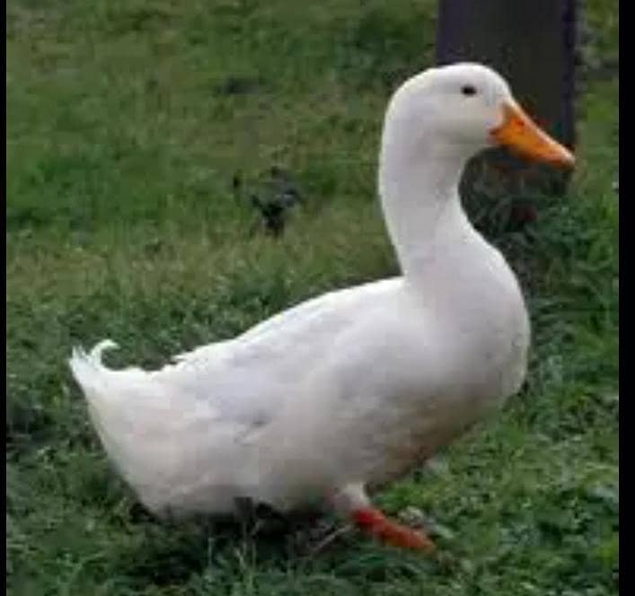 ducks  0