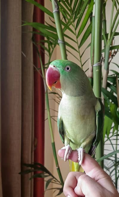 Raw parrot