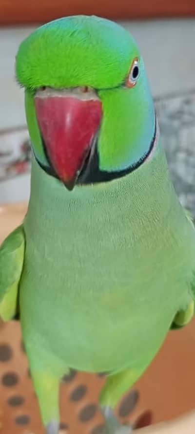 Green Ring neck Excellent Talking handtame 03333249606