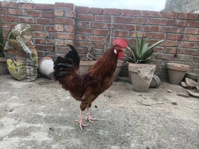 dasi murgha urgent sale