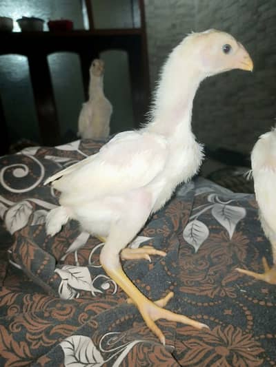 Color o shamo chicks / chicks / Aseel / murga / fancy / hens / shamo