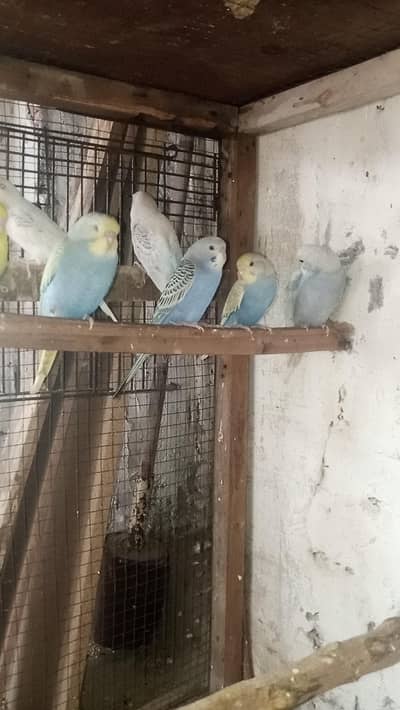 tcb rainbow  fallow red i