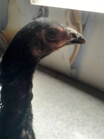 Pure dragon pathi  available