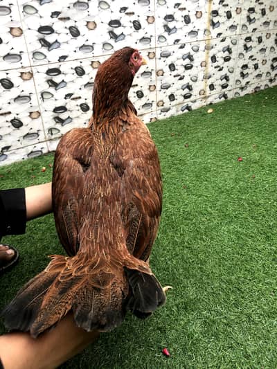 aseel hen miawlaie cross