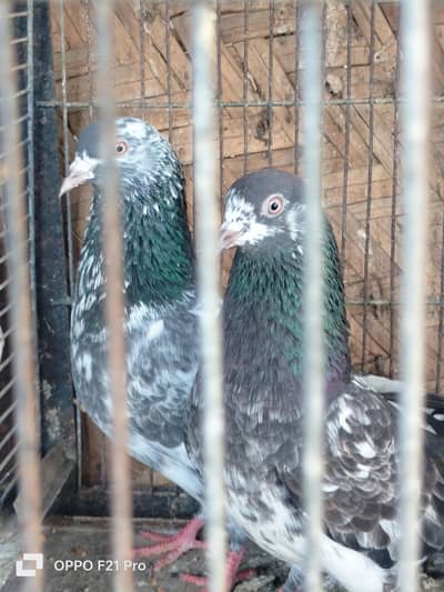 Mix teddy/ Golden /kabli for sale