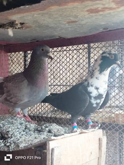 Kabli patty / Gola pair