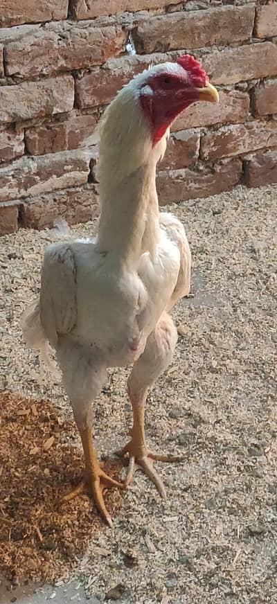 king size shamo /high quality/white shamo/pure aseel shamo egg