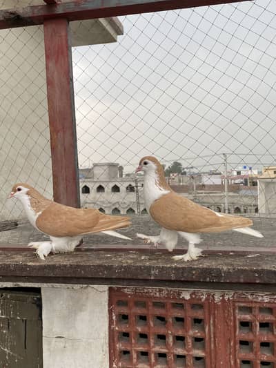 Sherazi Sentient qasid quality birds