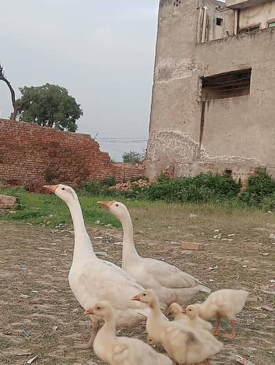 long neck duck pair and 6 bachy