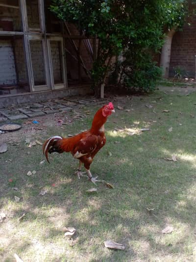 1 good quality aseel or 5 eggs laying hens for sale no. 03265300290