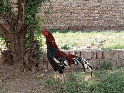 Aseel murgha aur desi murghian