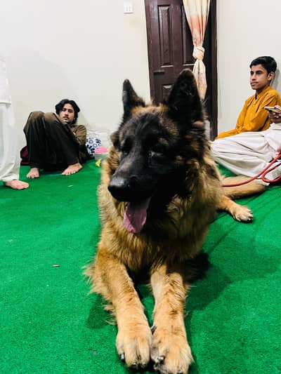 German shepherd double coated