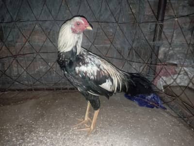 Healthy Young Aseel Murga – Strong & Active – Excellent Bloodline