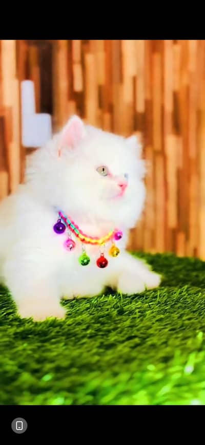 CUTE PERSIAN KITTENS  Persian Kitten for sale Whatsapp 0325 9746891