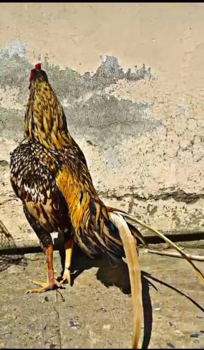 aseel maiwali murga 2 brother for sell