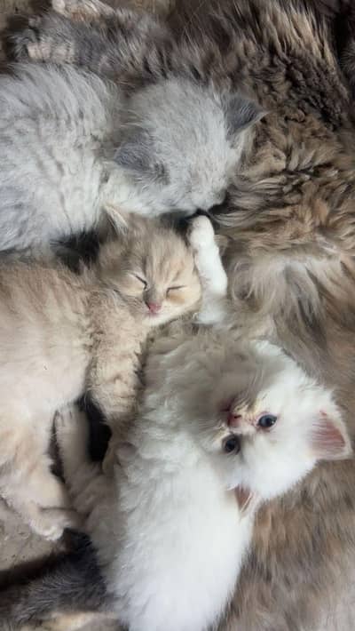 Persian kittens