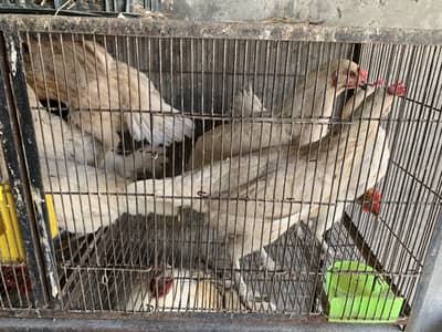 healthy Egg laying hens for sale