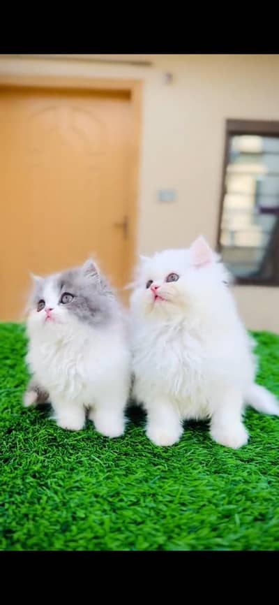 CUTE PERSIAN KITTENS  Persian Kitten for sale Whatsapp 0325 9746891