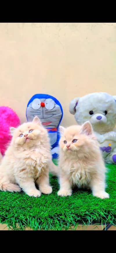 CUTE PERSIAN KITTENS  Persian Kitten for sale Whatsapp 0325 9746891