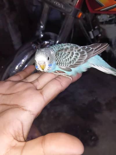 budgies parrots available for hand taiming
